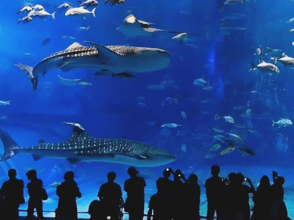 People taking pics in an aquarium